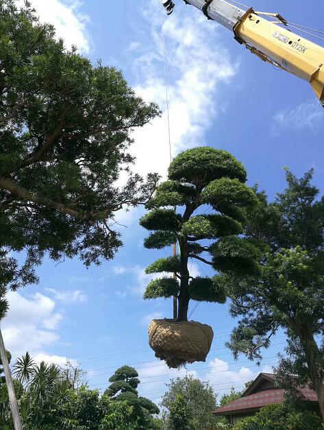 Japanese Podocarpus